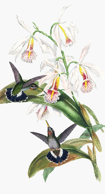 Rolgordijn verduisterend Vogels op een bloem