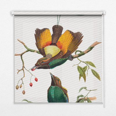 Rolgordijn voor het raam Vogels op een tak