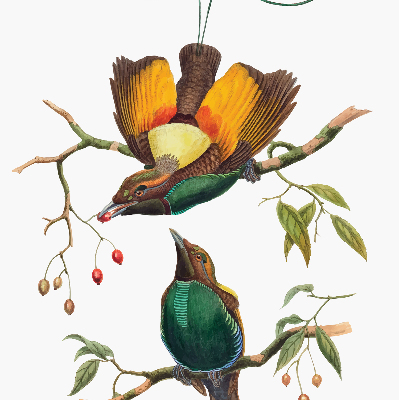 Rolgordijn voor het raam Vogels op een tak