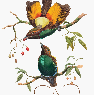 Rolgordijn voor het raam Vogels op een tak