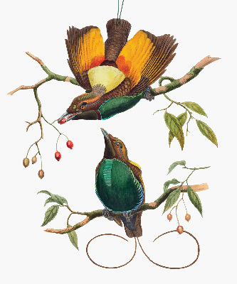 Rolgordijn voor het raam Vogels op een tak