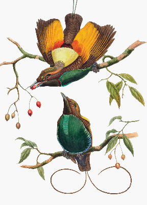 Rolgordijn voor het raam Vogels op een tak