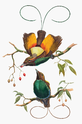 Rolgordijn voor het raam Vogels op een tak