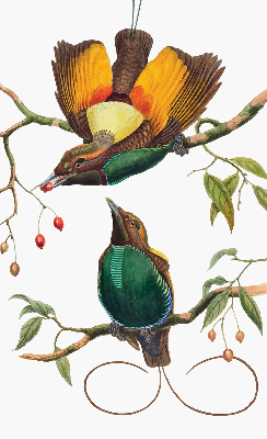 Rolgordijn voor het raam Vogels op een tak