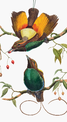 Rolgordijn voor het raam Vogels op een tak