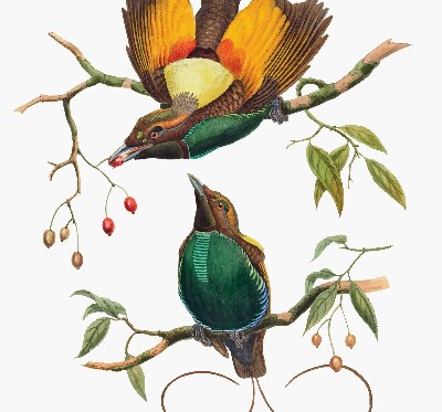 Rolgordijn voor het raam Vogels op een tak