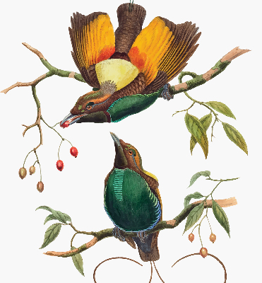 Rolgordijn voor het raam Vogels op een tak