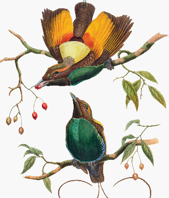 Rolgordijn voor het raam Vogels op een tak