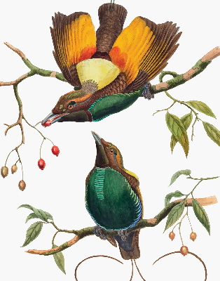 Rolgordijn voor het raam Vogels op een tak