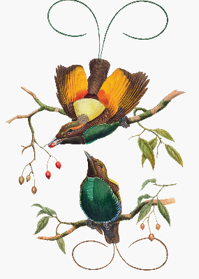 Rolgordijn voor het raam Vogels op een tak