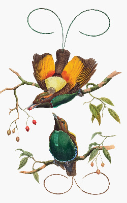 Rolgordijn voor het raam Vogels op een tak