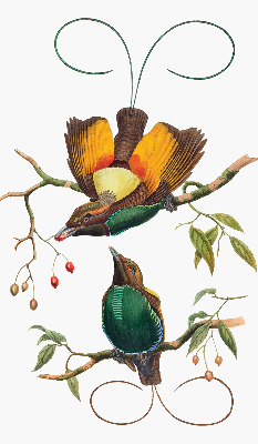 Rolgordijn voor het raam Vogels op een tak