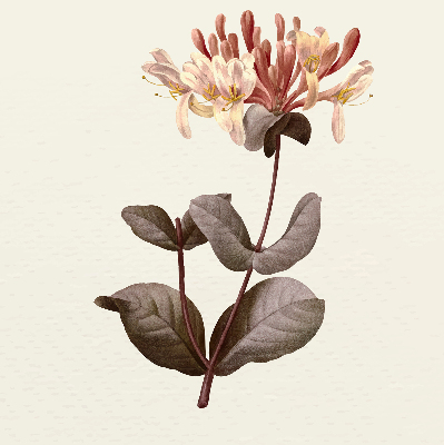 Rolgordijn verduisterend Vallende bloem