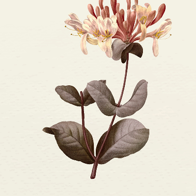 Rolgordijn verduisterend Vallende bloem