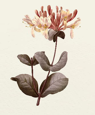 Rolgordijn verduisterend Vallende bloem