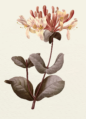 Rolgordijn verduisterend Vallende bloem