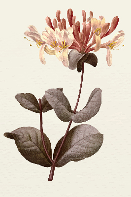 Rolgordijn verduisterend Vallende bloem