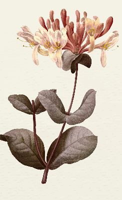 Rolgordijn verduisterend Vallende bloem