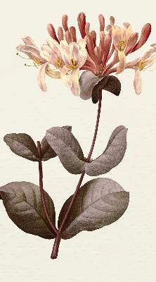 Rolgordijn verduisterend Vallende bloem