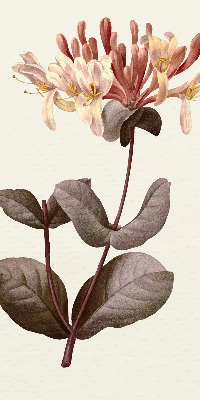 Rolgordijn verduisterend Vallende bloem