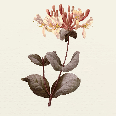 Rolgordijn verduisterend Vallende bloem