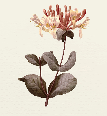 Rolgordijn verduisterend Vallende bloem