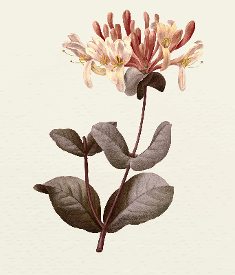 Rolgordijn verduisterend Vallende bloem