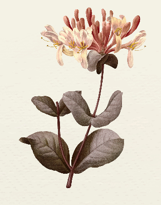 Rolgordijn verduisterend Vallende bloem