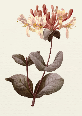 Rolgordijn verduisterend Vallende bloem