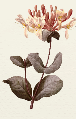 Rolgordijn verduisterend Vallende bloem