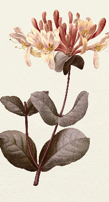 Rolgordijn verduisterend Vallende bloem