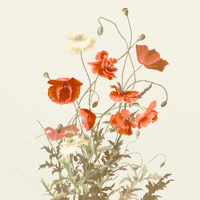 Rolgordijn voor het raam Klaprozen