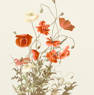 Rolgordijn voor het raam Klaprozen