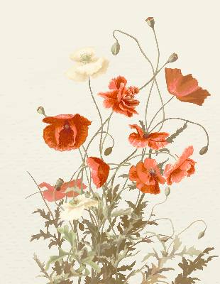 Rolgordijn voor het raam Klaprozen