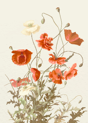 Rolgordijn voor het raam Klaprozen