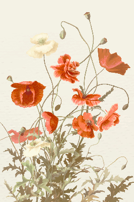 Rolgordijn voor het raam Klaprozen