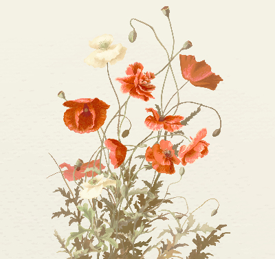 Rolgordijn voor het raam Klaprozen