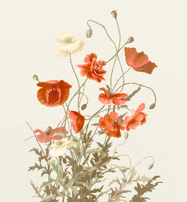 Rolgordijn voor het raam Klaprozen