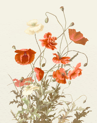 Rolgordijn voor het raam Klaprozen