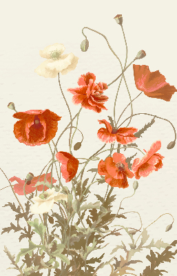 Rolgordijn voor het raam Klaprozen