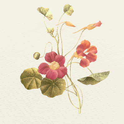 Rolgordijn verduisterend Bloem