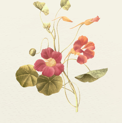 Rolgordijn verduisterend Bloem