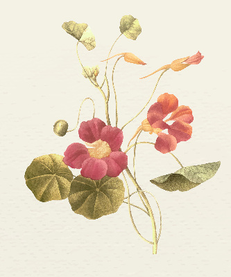 Rolgordijn verduisterend Bloem