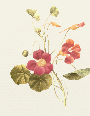 Rolgordijn verduisterend Bloem