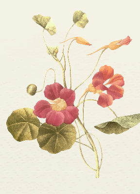 Rolgordijn verduisterend Bloem