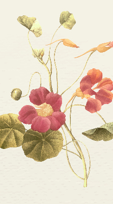 Rolgordijn verduisterend Bloem