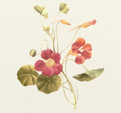 Rolgordijn verduisterend Bloem