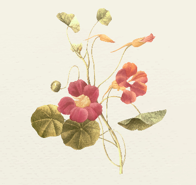 Rolgordijn verduisterend Bloem