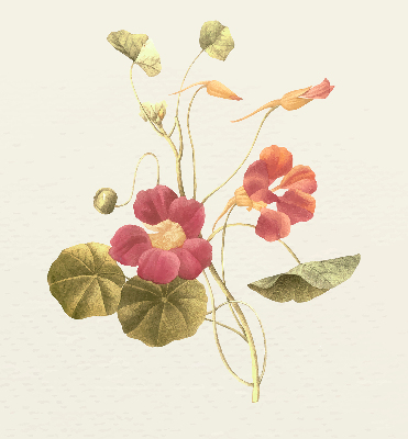 Rolgordijn verduisterend Bloem