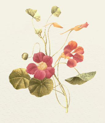 Rolgordijn verduisterend Bloem